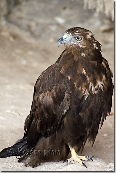 Aigle - Eagle - Kartal - Hasankeyf