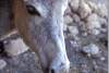 Ane - Donkey - Marine