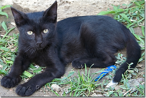 Chaton noir - Black kitten - Kedi - Bursa