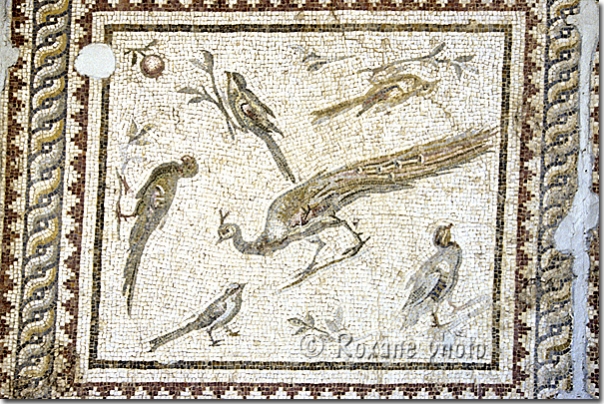 Mosaïque du paon et des oiseaux - Mosaic of peacock and birds - Hatay  Antioche - Antakya
