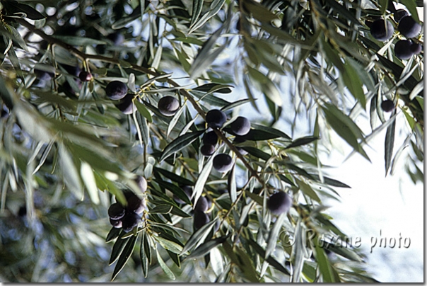 Olivier - Olives tree - Antakya - Hatay - Antioche