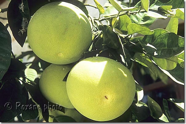 Pamplemousses - Grapefruits - Citrus paradisi - Antakya - Hatay