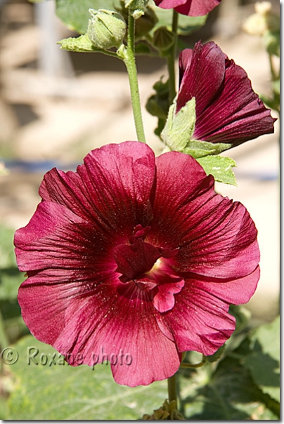 Fleur - Flower - Ciçek - Cappadoce