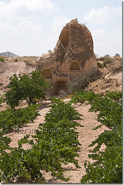 Vignes - Vines - Uzüm asmasi - Cappadoce