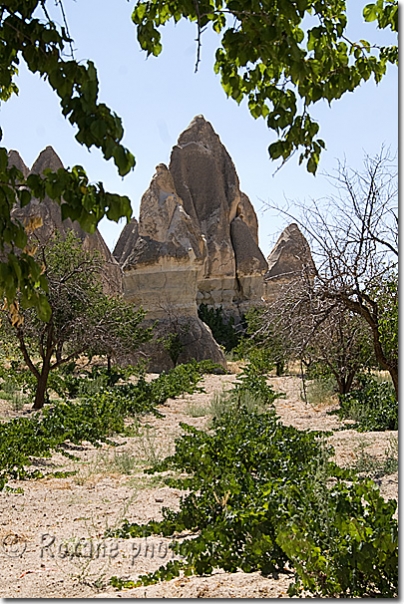 Vignes - Parc national de Göreme et sites rupestres de Cappadoce Vines - Göreme National Park and the Rock Sites of Cappadocia  Göreme - Cappadoce