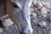 Animaux Turquie Photos Animals Turkey