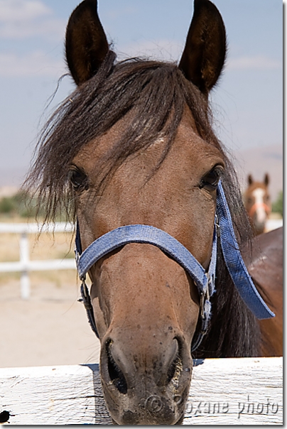 Cheval - Horse - At - Göreme - Cappadoce