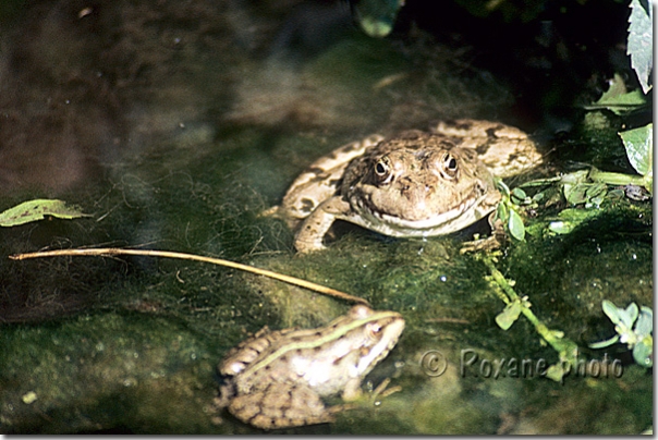 Grenouilles - Frogs - Van