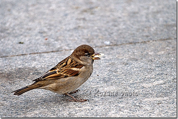 Moineau - Bird - Istanbul