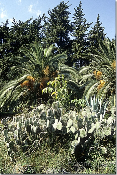 Jardin - Garden - Hatay - Antakya - Antioch