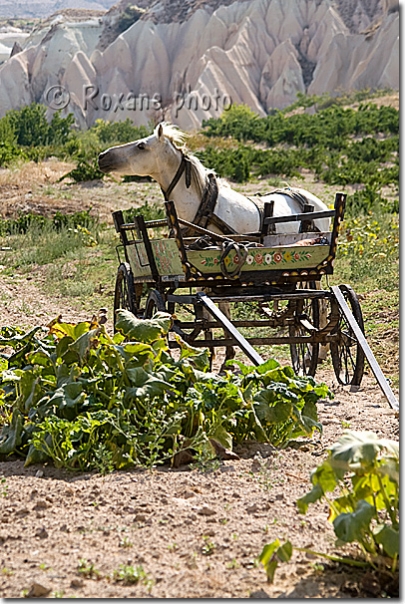 Cheval - Horse - At - Çavusin - Cavusin