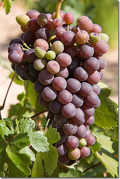 Raisin - Grape - Uzüm - Cavusin - Çavusin