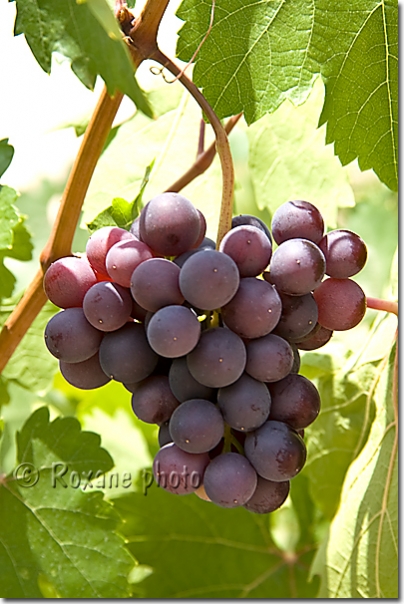 Raisin - Grape - Uzüm - Cappadoce - Çavusin