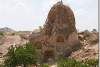 Vignes - Vines - Uzüm asmasi - Cappadoce