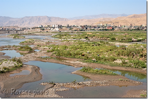 Tigre - Cizre