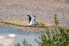 Mariage sur les bords du Tigre - Wedding on the banks of the Tigris - Hasankeyf