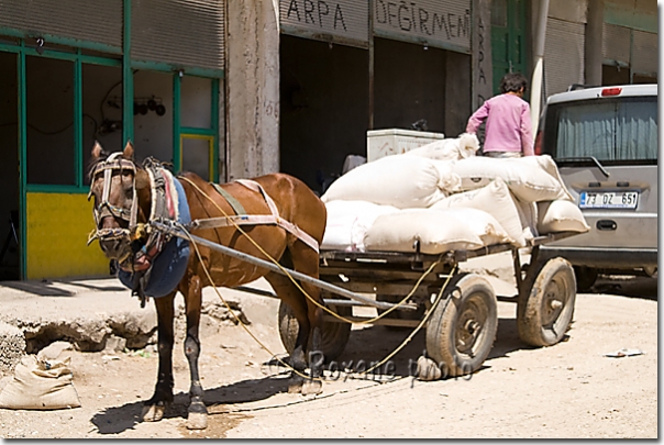 Cheval - Horse - At - Idil