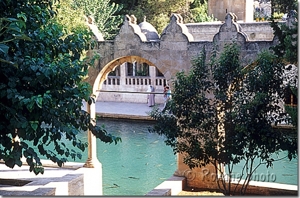 Urfa - Bassin d'Abraham - Lac des poissons - Fishes lake - Balikli göl Sanliurfa